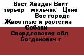 Вест Хайден Вайт терьер - мальчик › Цена ­ 35 000 - Все города Животные и растения » Собаки   . Свердловская обл.,Богданович г.